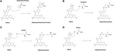 Haptenation of Macrophage Migration Inhibitory Factor: A Potential Biomarker for Contact Hypersensitivity